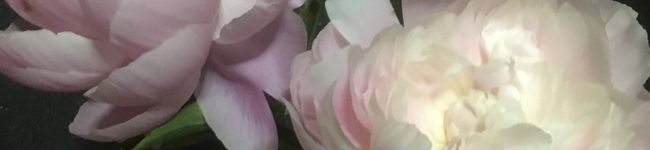 mikiko1461's header image