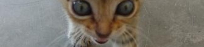 アフリカねこ's header image