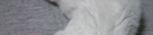 april1's header image