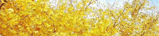 はらぺこぴろみ's header image