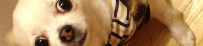 saori125's header image