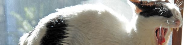 お気楽マンボウ's header image