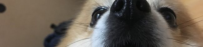 ぽめまにあ's header image