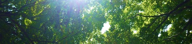 mafinn's header image