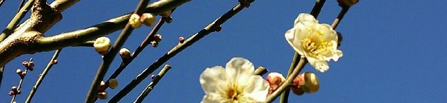 daphne01's header image