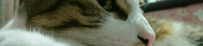 旨いもんパクリ隊's header image