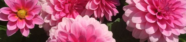 ◎sa◎'s header image