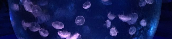 ゴン☆すけ's header image