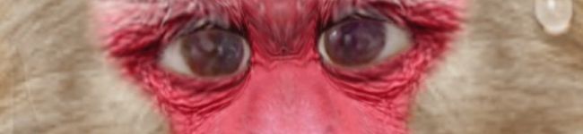 もんきちごんざれす's header image