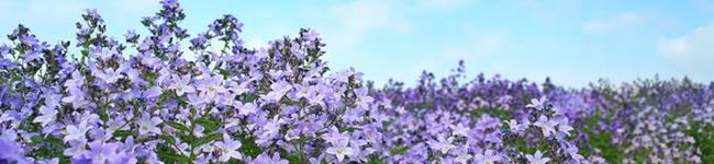 みるく○＊・'s header image