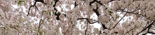 ぱぴこmamam's header image