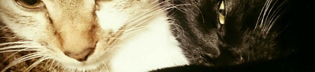 ねこまんまっ◎'s header image