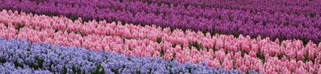 JJ20's header image