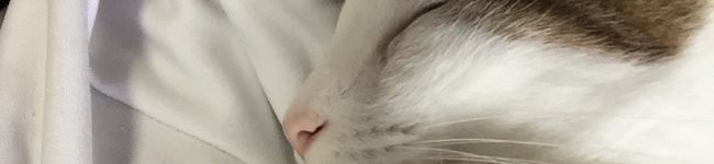 nkパパ's header image