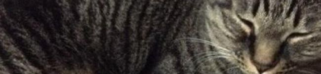 猫元気's header image