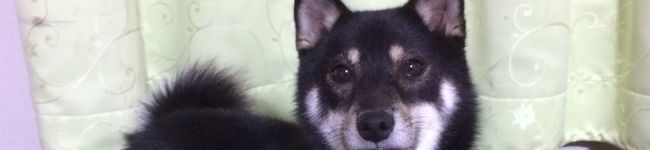 のん・チャロのママ's header image