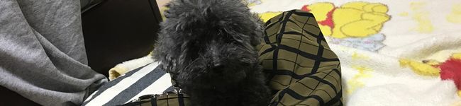 犬神家の一族's header image