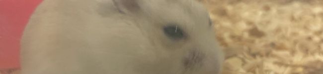 ロクエフ's header image
