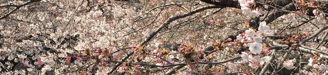 日々fukumaru's header image