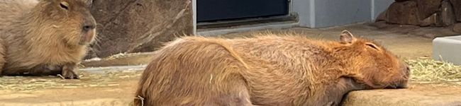 mihana0705's header image