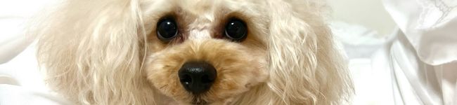 misa♡'s header image