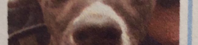 Dinkey's header image