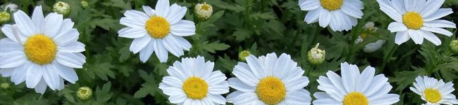 mayo☻'s header image