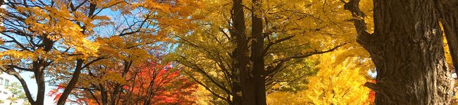 くらっふいー's header image