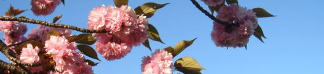 nm＊'s header image