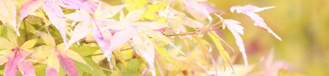 ゆいのまま。's header image