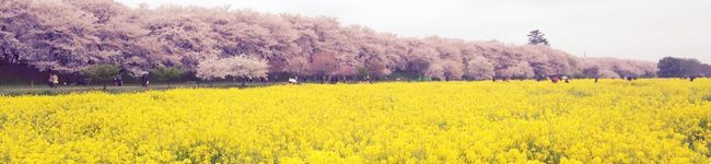Flower☆＊°。's header image