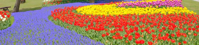 yooopi's header image