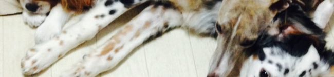 よし⑧子's header image