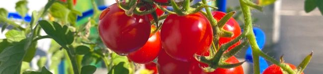 kikoli's header image
