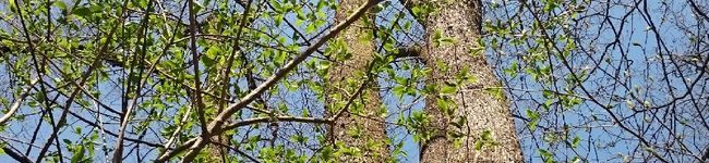 HENRY_W's header image