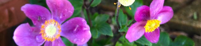 tomato525's header image