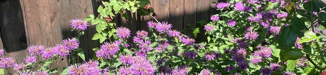 JAMMYmama's header image