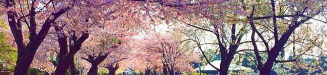 Skyペンギン's header image