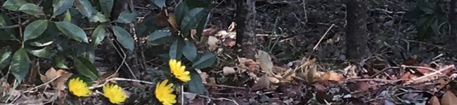 MirandaNya's header image