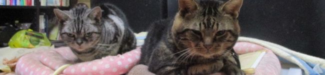 にゃんすの部屋's header image