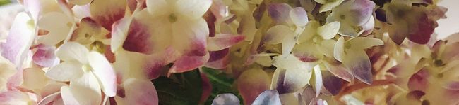 mi‐mi's header image