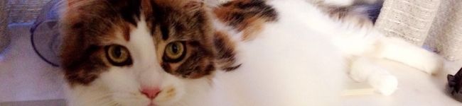 mokanta's header image