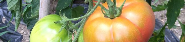 nobunonoun's header image