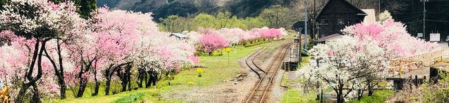 yoyu_t's header image
