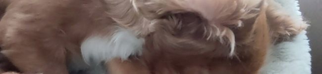 cookルー's header image