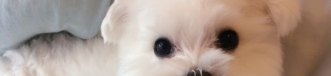 しろいふわふわ's header image