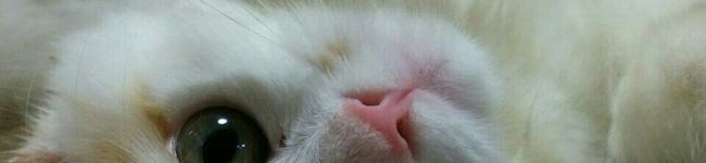 寧々猫's header image