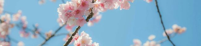 本日は快晴's header image