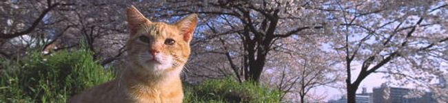 ぶひキッチン's header image