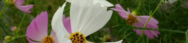 Jasmine⠒̫'s header image